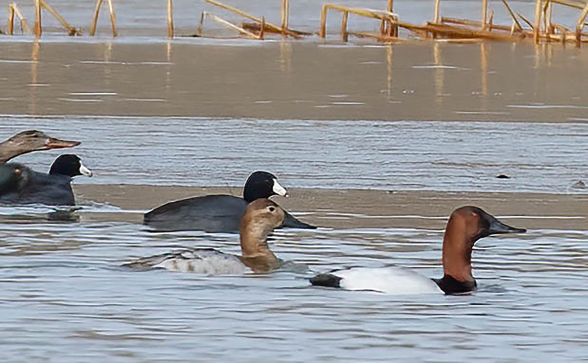 Canvasback - ML614718137