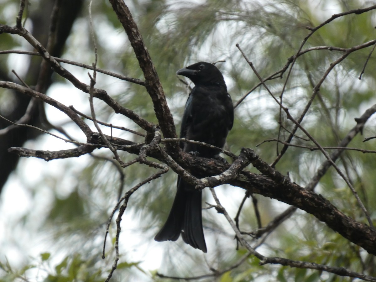 Spangled Drongo - ML614718152