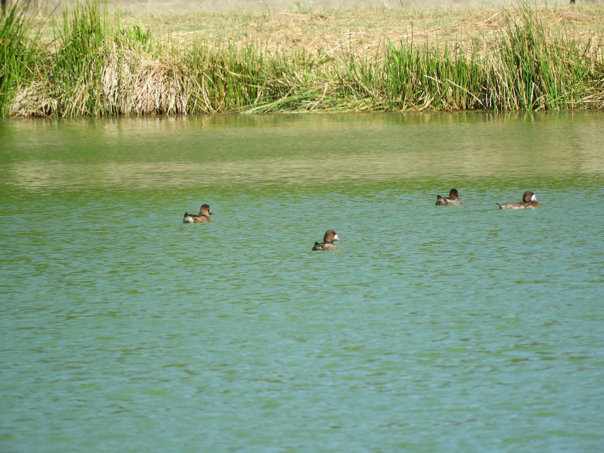 Lesser Scaup - ML614718189