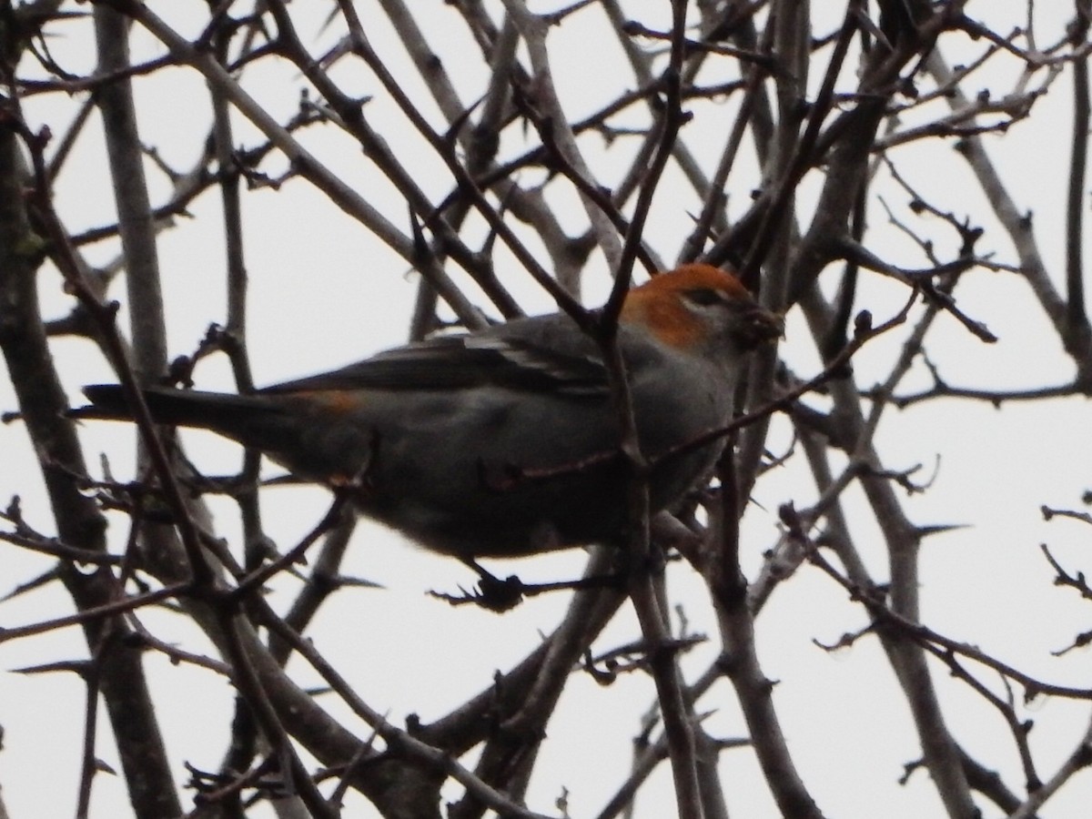 Pine Grosbeak - ML614718202