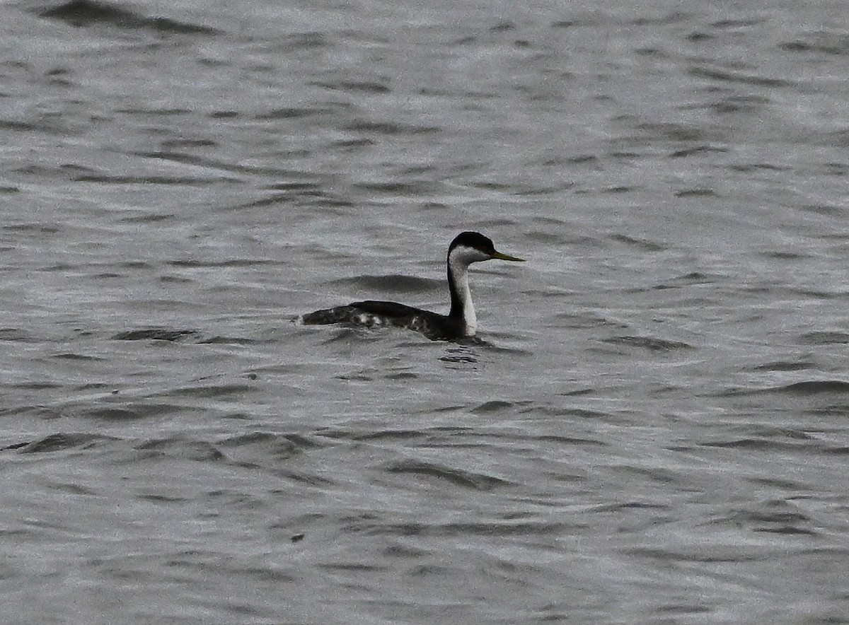 Western Grebe - ML614718210