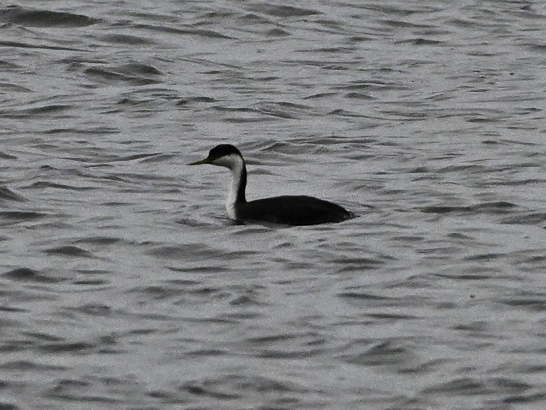 Western Grebe - Jason Denesevich