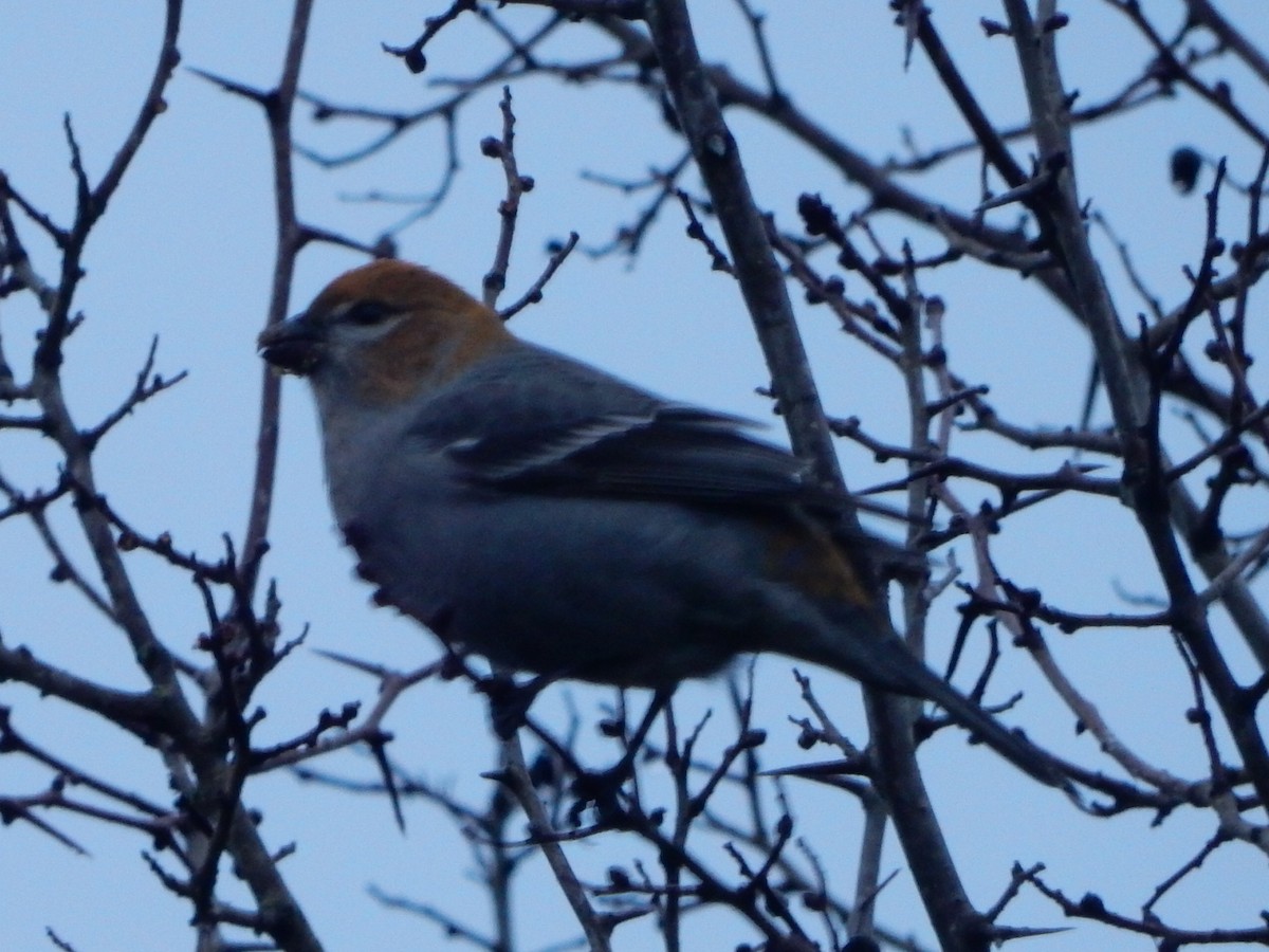 Pine Grosbeak - ML614718216