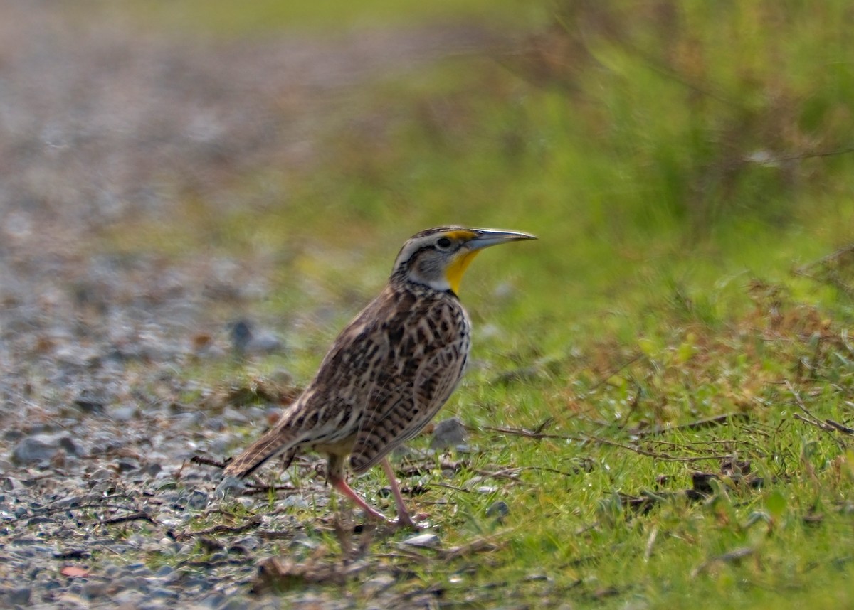 Western Meadowlark - ML614718222