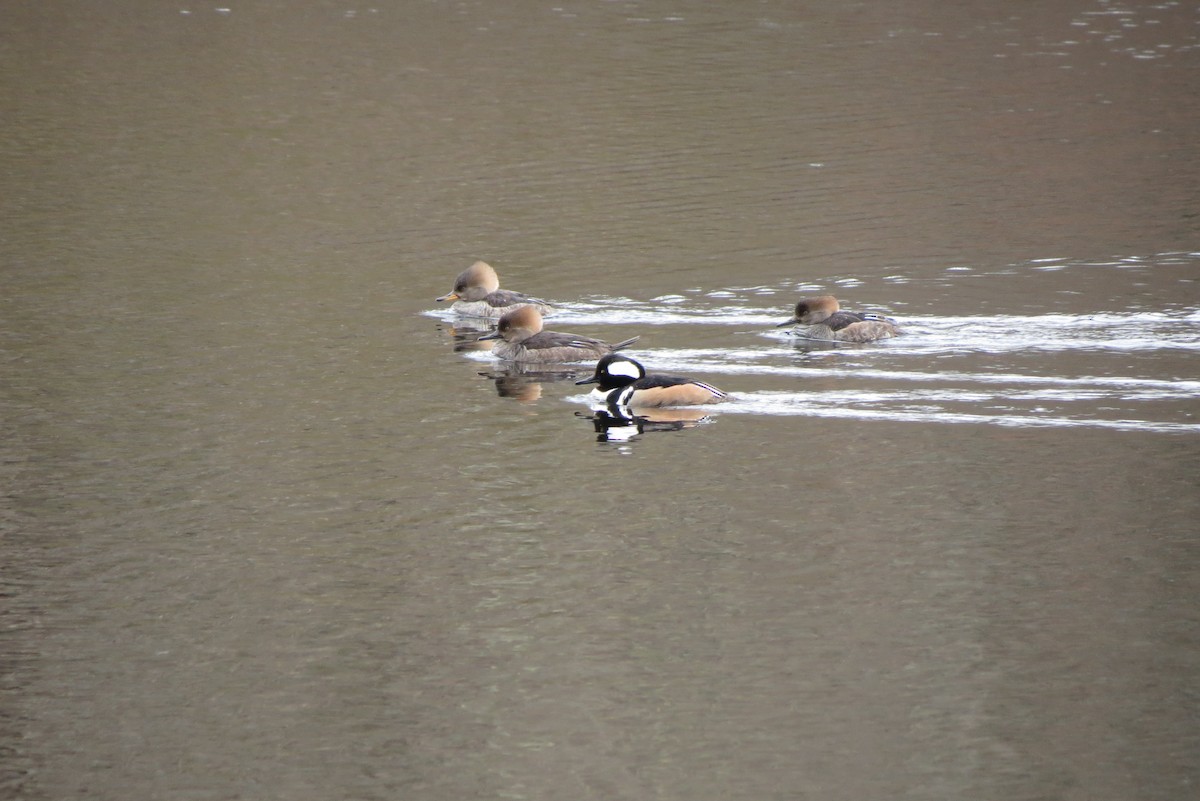 Hooded Merganser - ML614718225