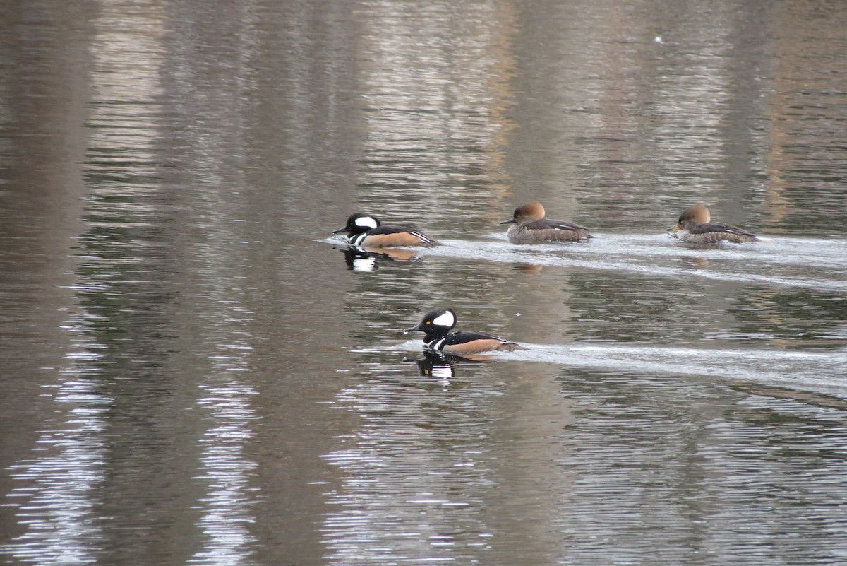 Hooded Merganser - ML614718236