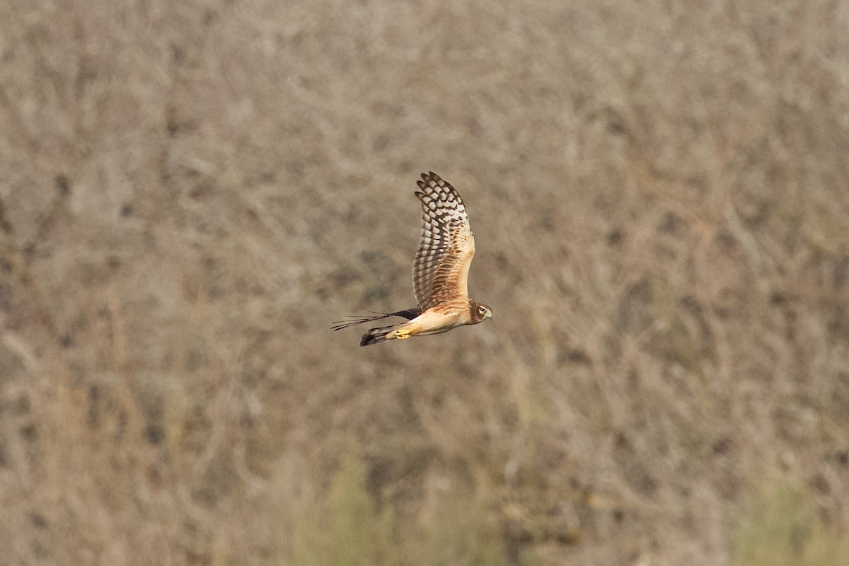 Northern Harrier - ML614718263