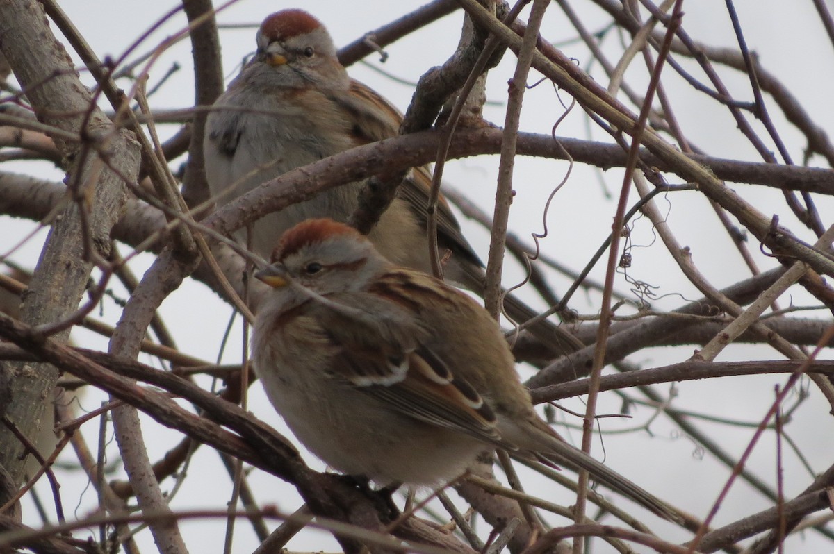 American Tree Sparrow - suzanne pudelek