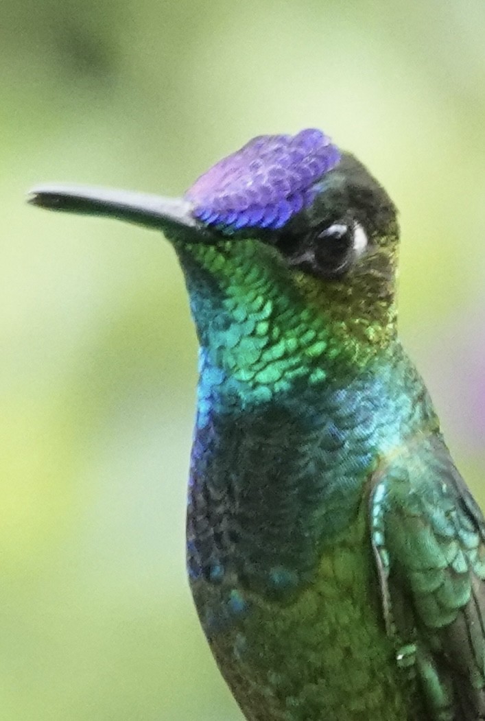 kolibřík fialovočelý - ML614718284