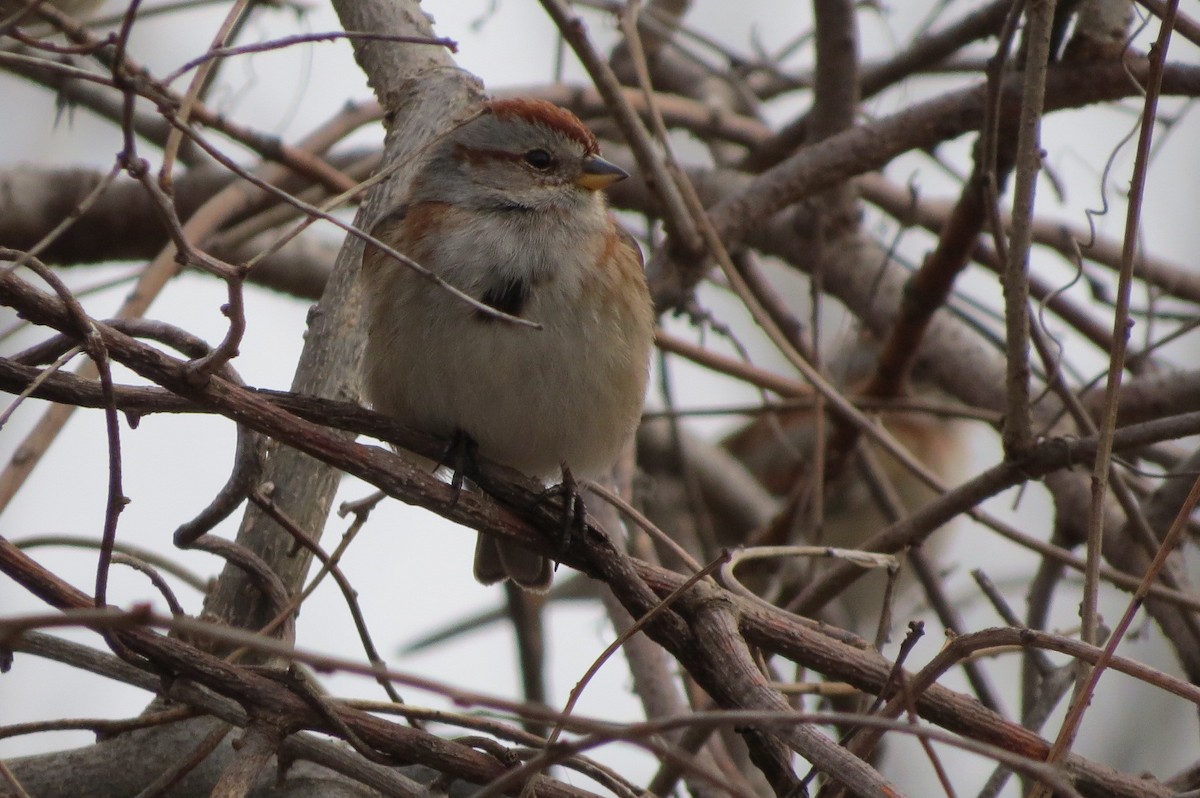 American Tree Sparrow - suzanne pudelek
