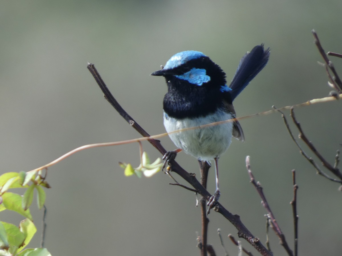 Superb Fairywren - ML614718293