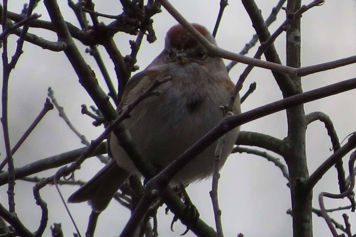 American Tree Sparrow - suzanne pudelek