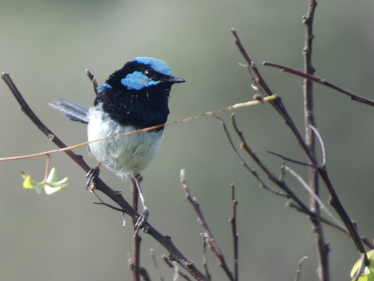Superb Fairywren - ML614718296