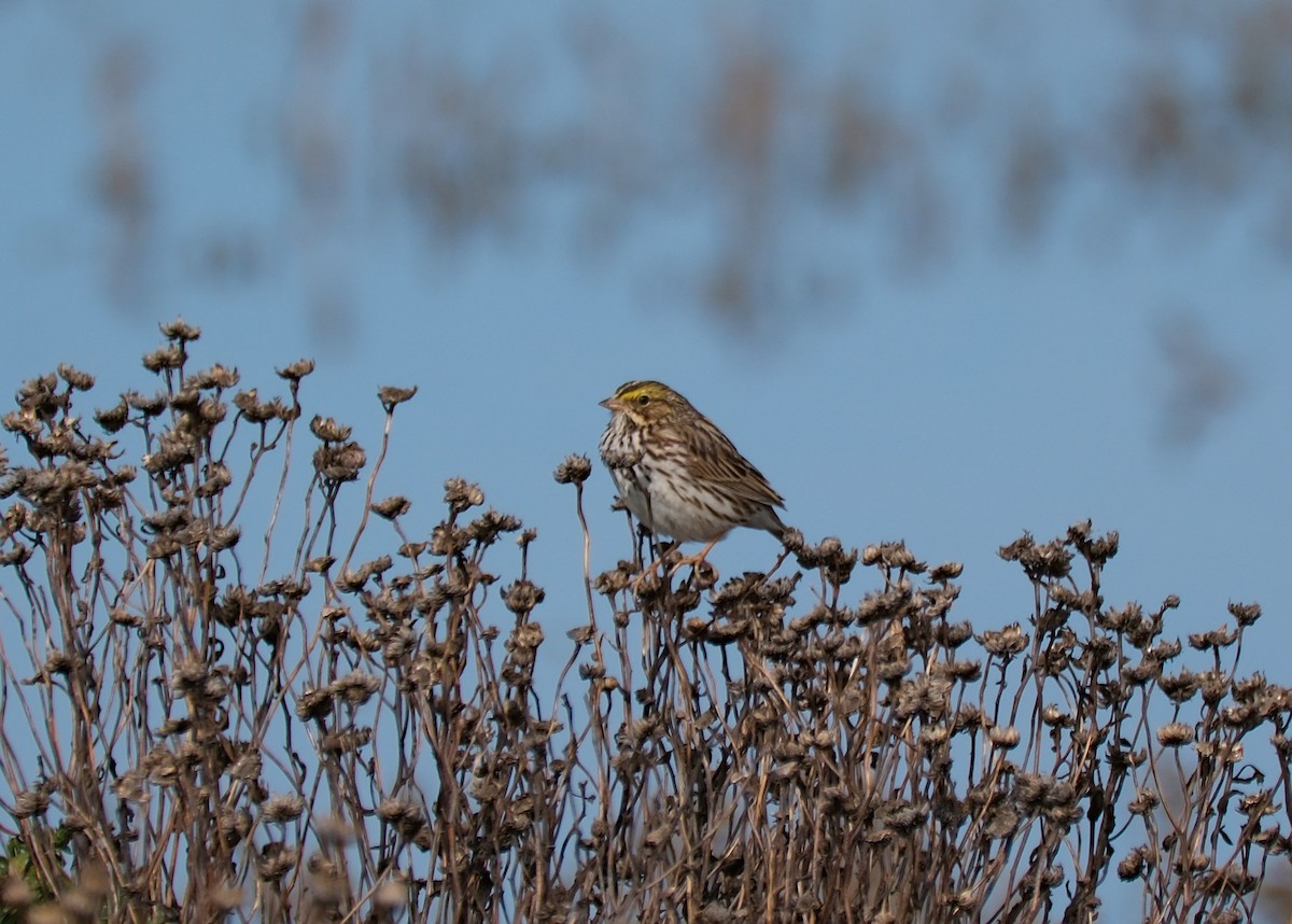 Savannah Sparrow - ML614718303