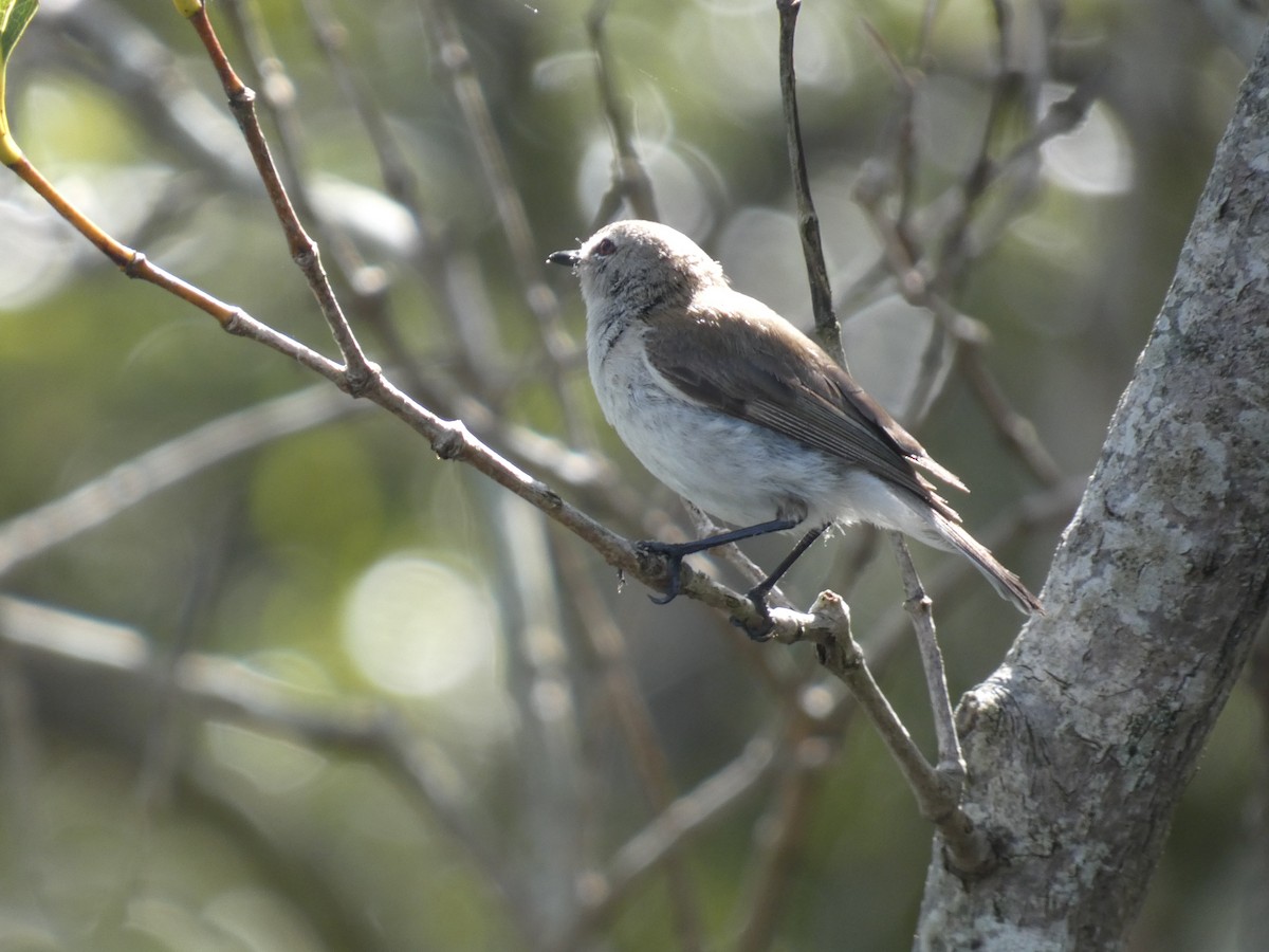 Mangrove Gerygone - ML614718311