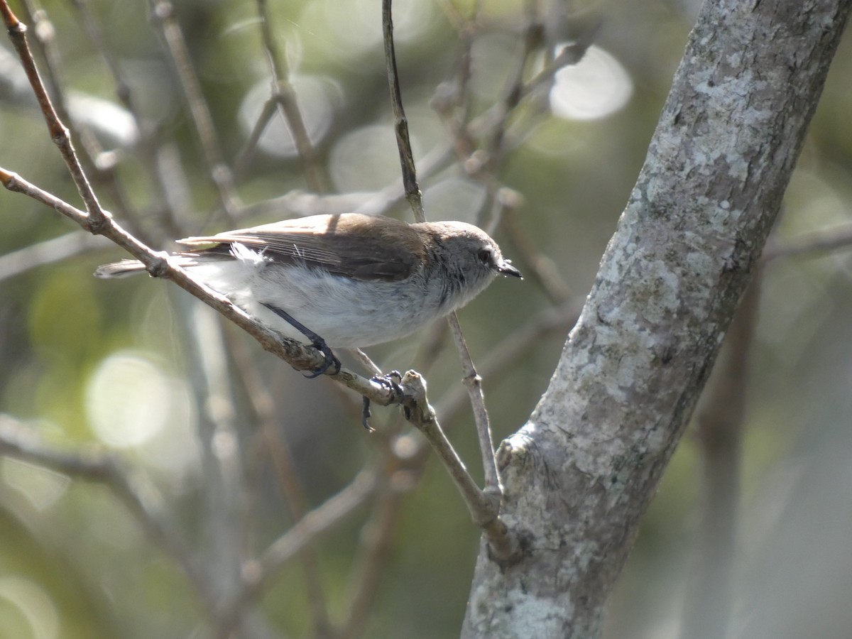 Mangrove Gerygone - ML614718314