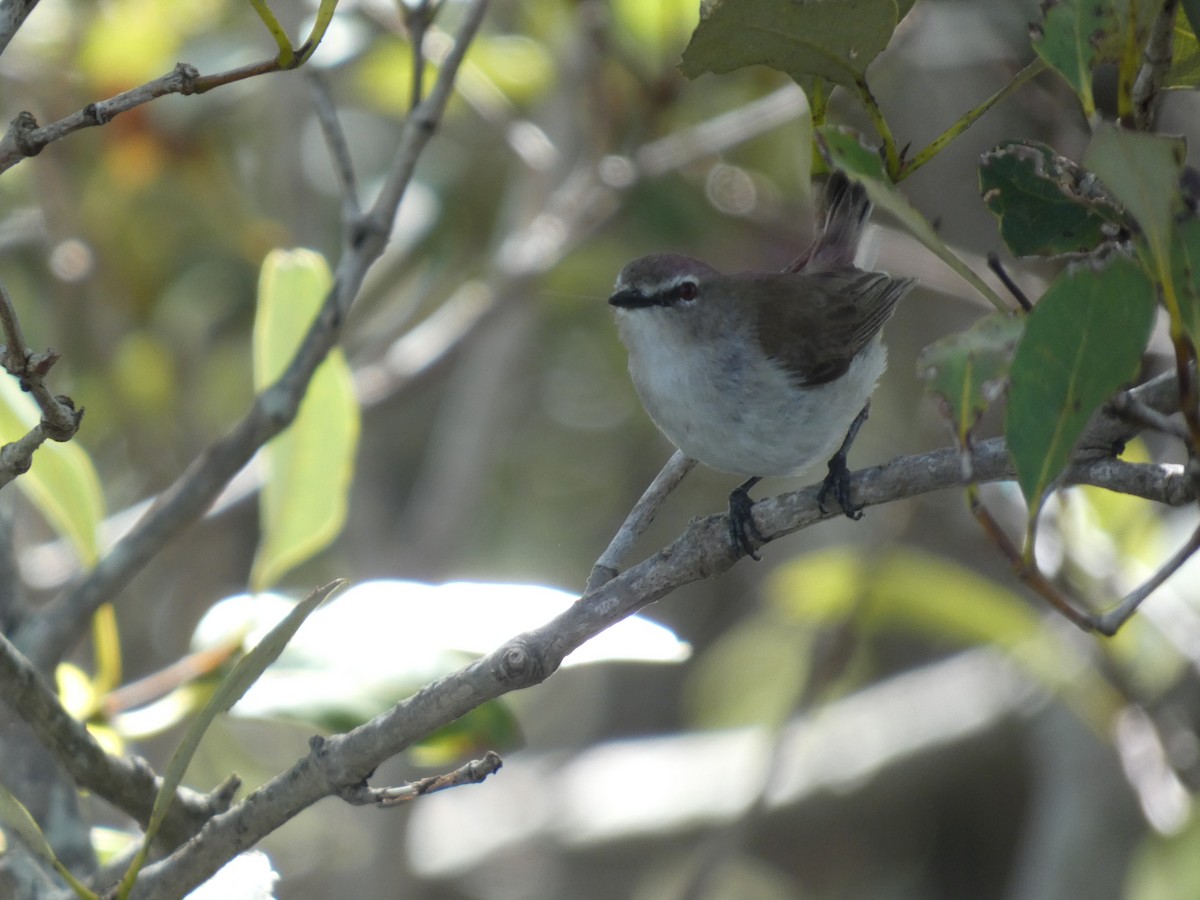 Mangrove Gerygone - ML614718326