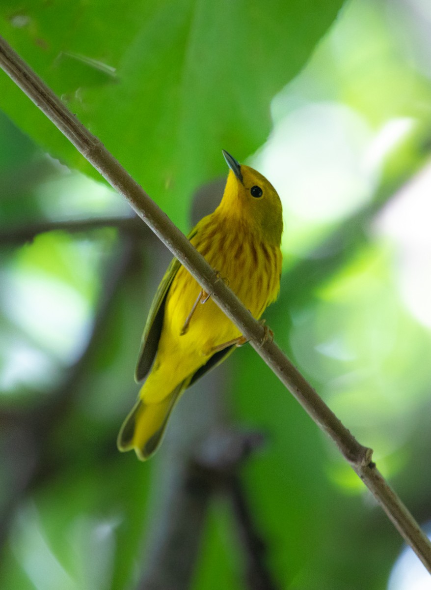 Yellow Warbler - ML614718327