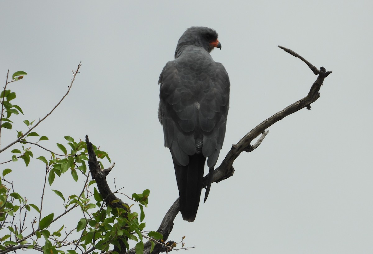 Dark Chanting-Goshawk - ML614718381