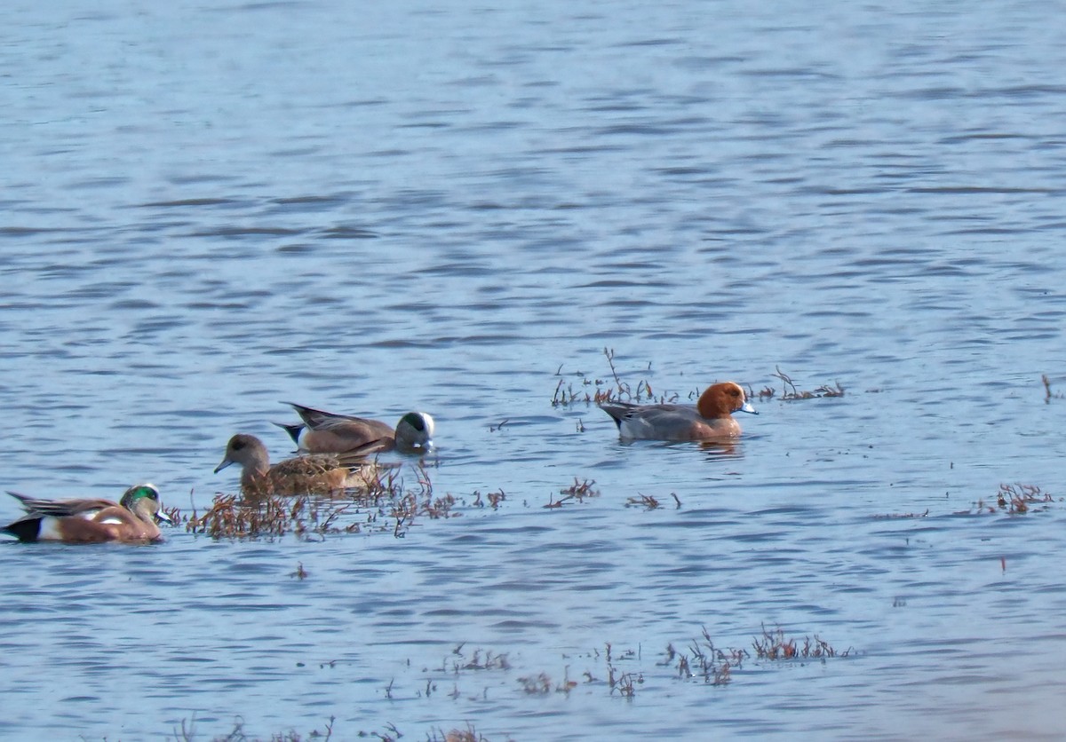 Eurasian Wigeon - ML614718388