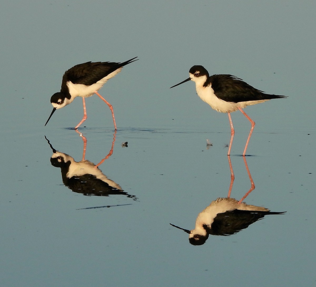 Black-necked Stilt - Michelle Haglund