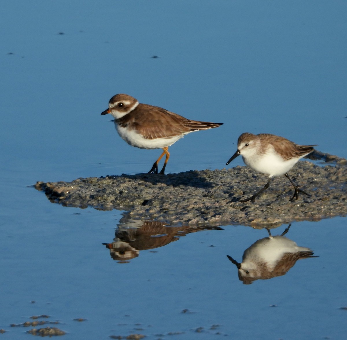 Semipalmated Plover - Michelle Haglund