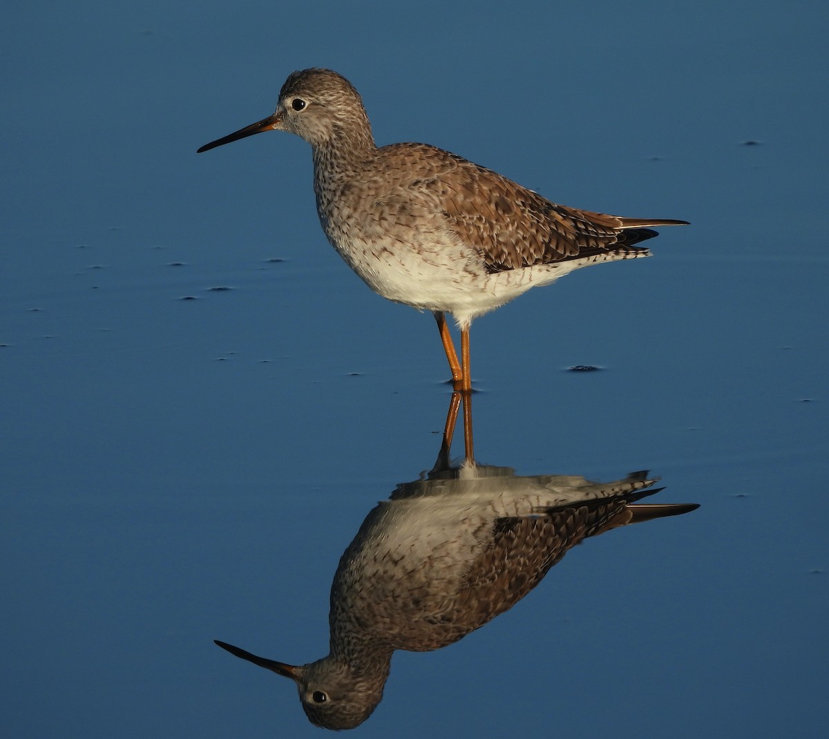 Lesser Yellowlegs - Michelle Haglund