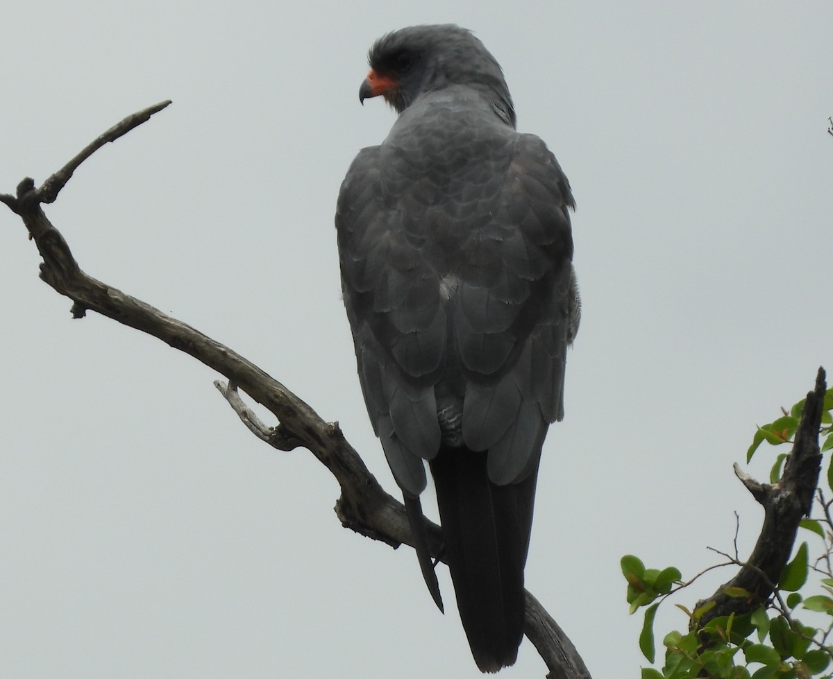 Dark Chanting-Goshawk - ML614718448