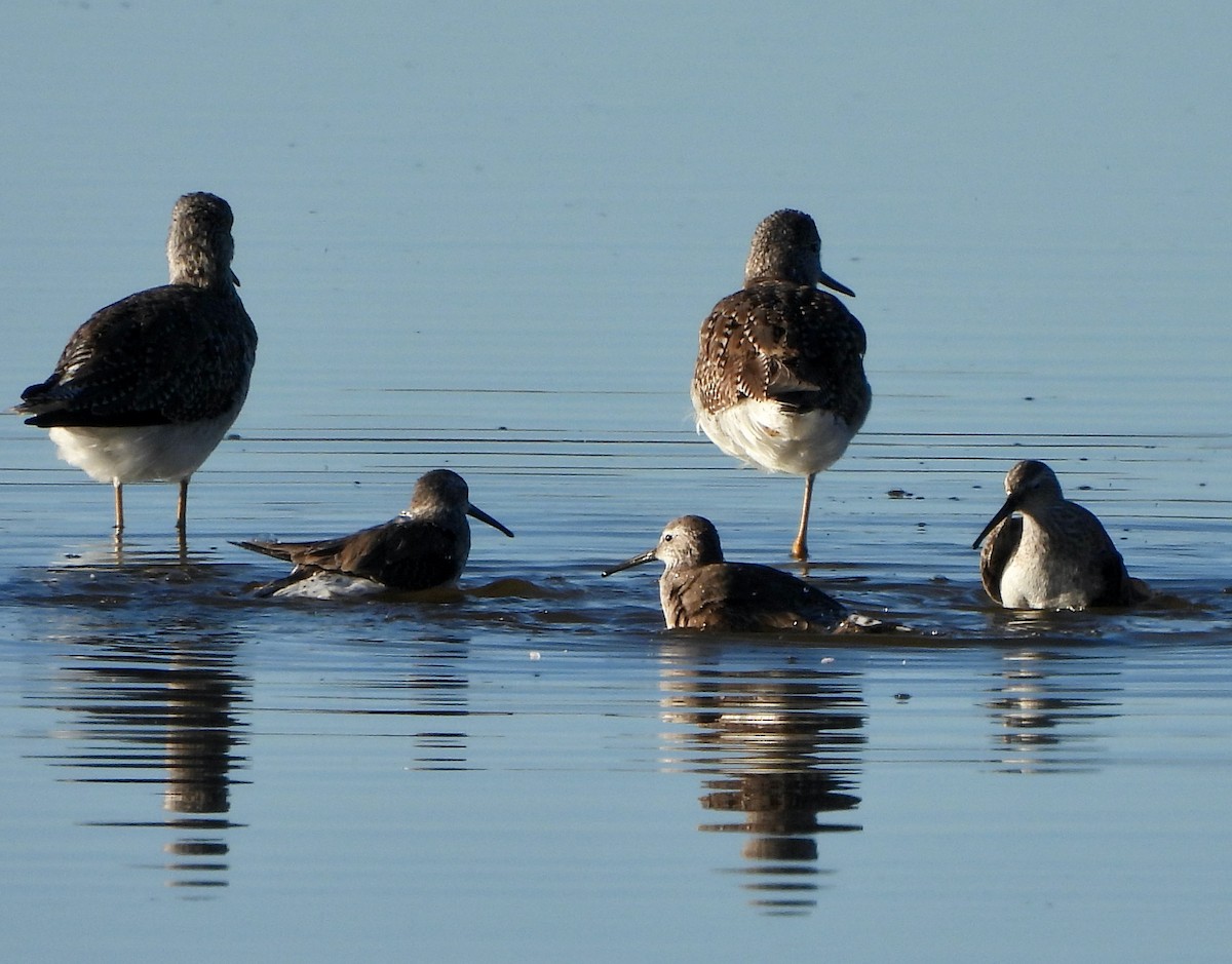 Dunlin - ML614718449