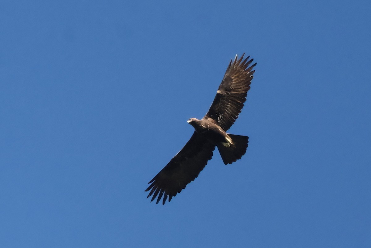 Águila Real - ML614718456