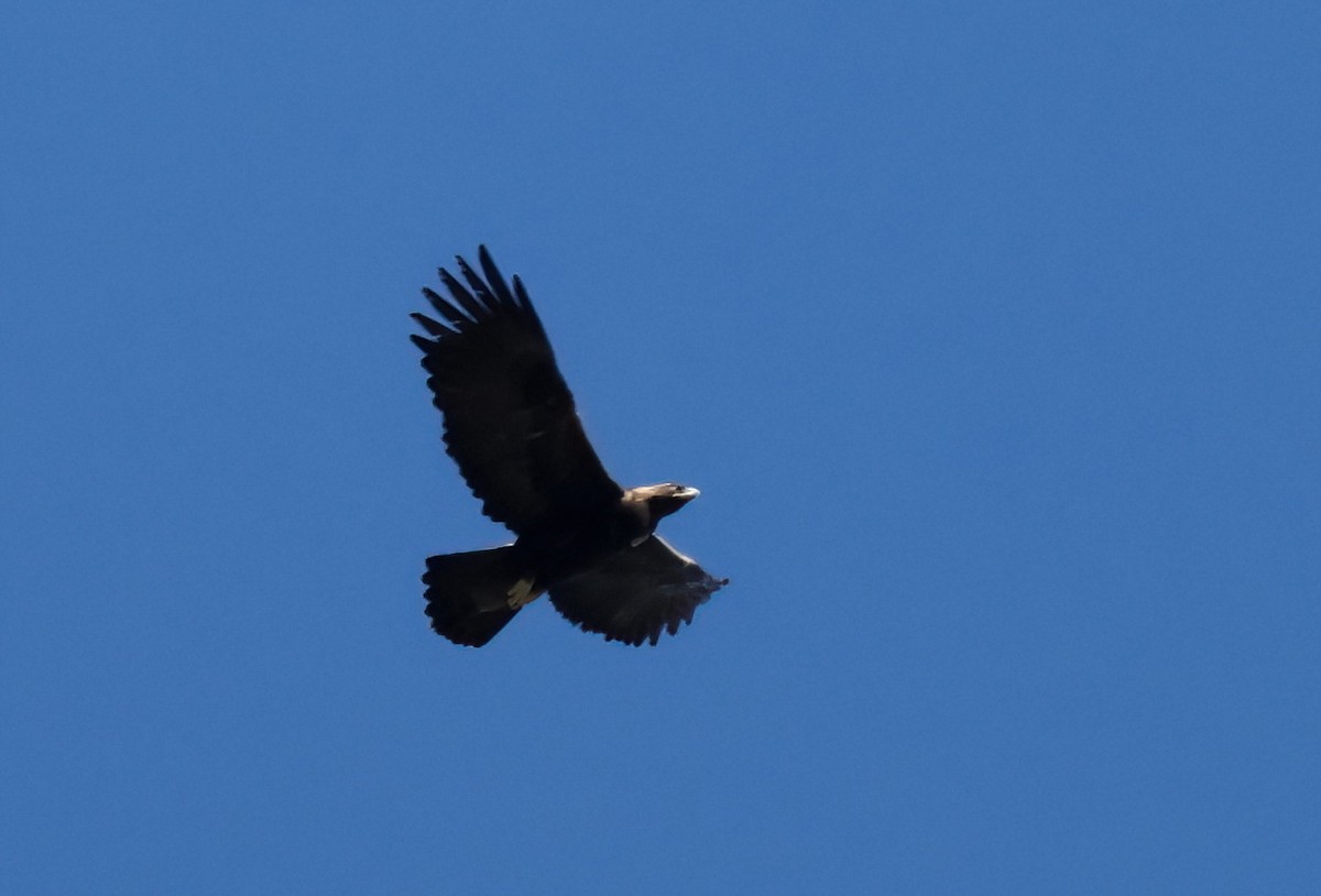 Águila Real - ML614718457