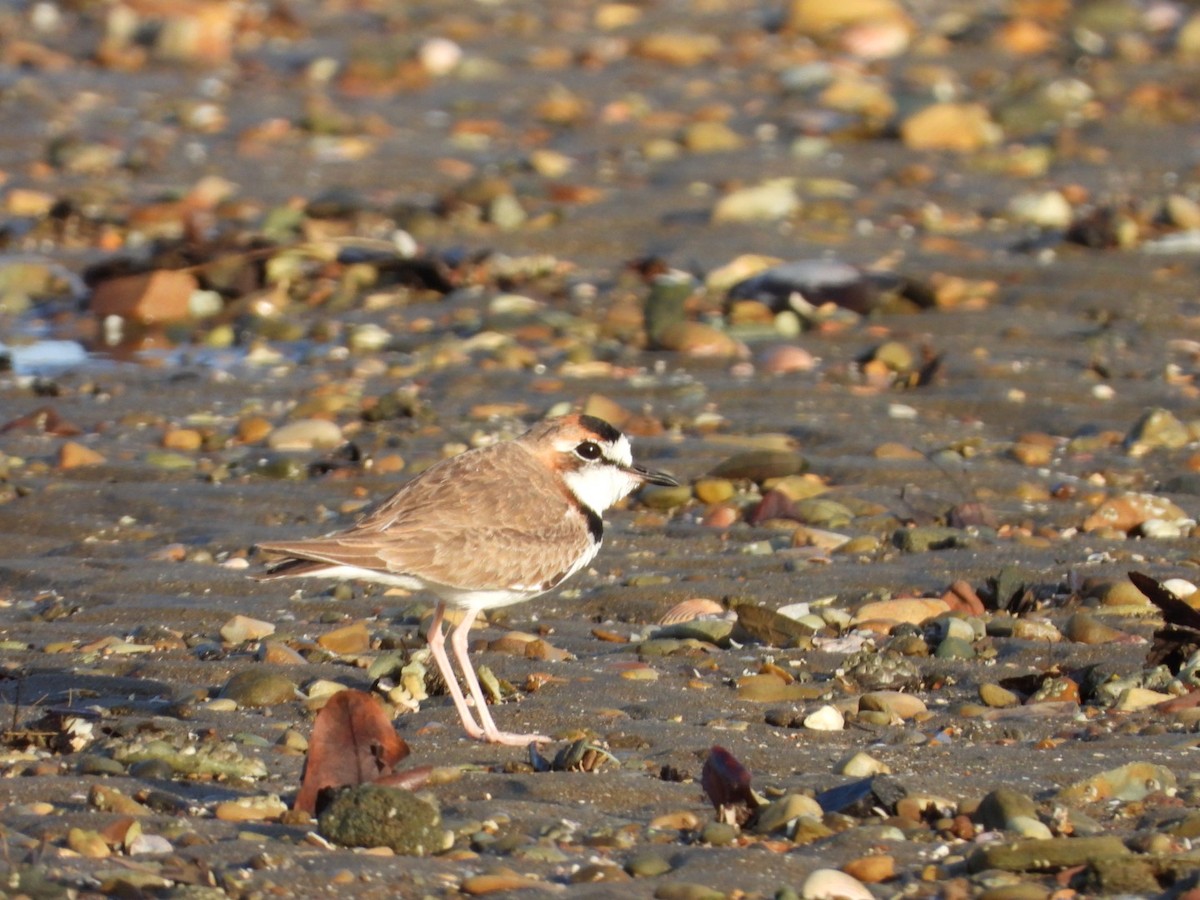 Collared Plover - ML614718459