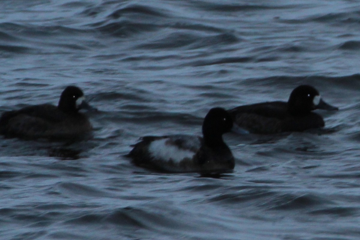 Greater Scaup - ML614718521