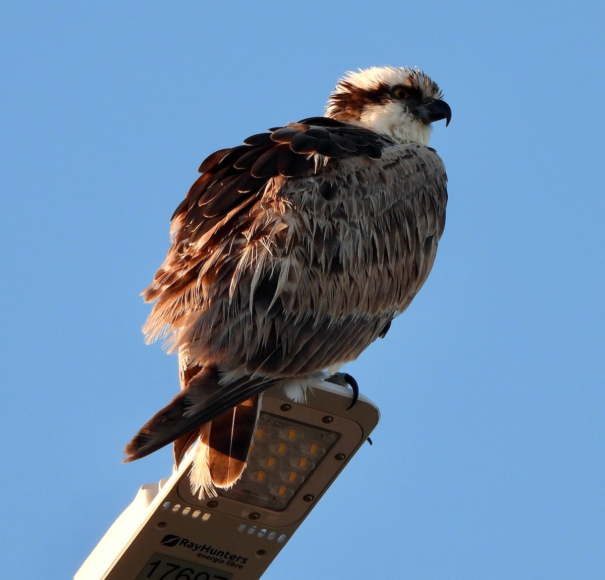 Osprey - Michelle Haglund