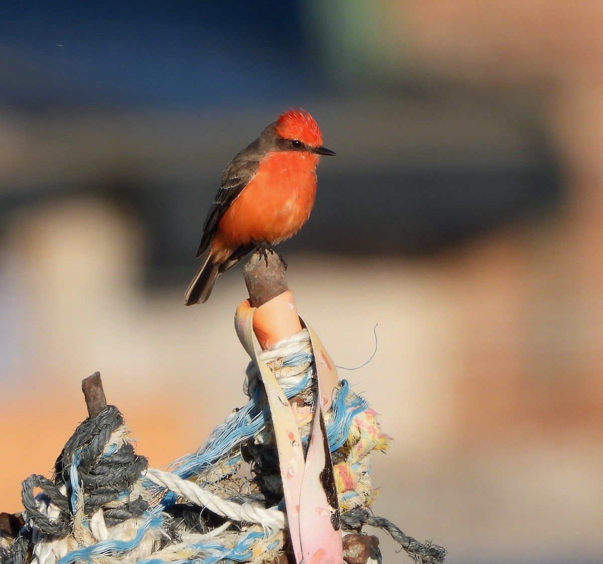 Vermilion Flycatcher - Michelle Haglund