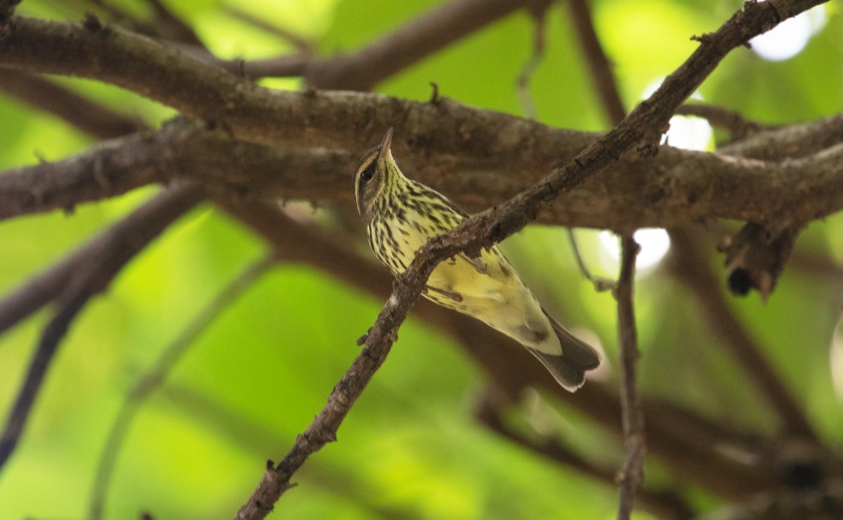 Northern Waterthrush - ML614718537