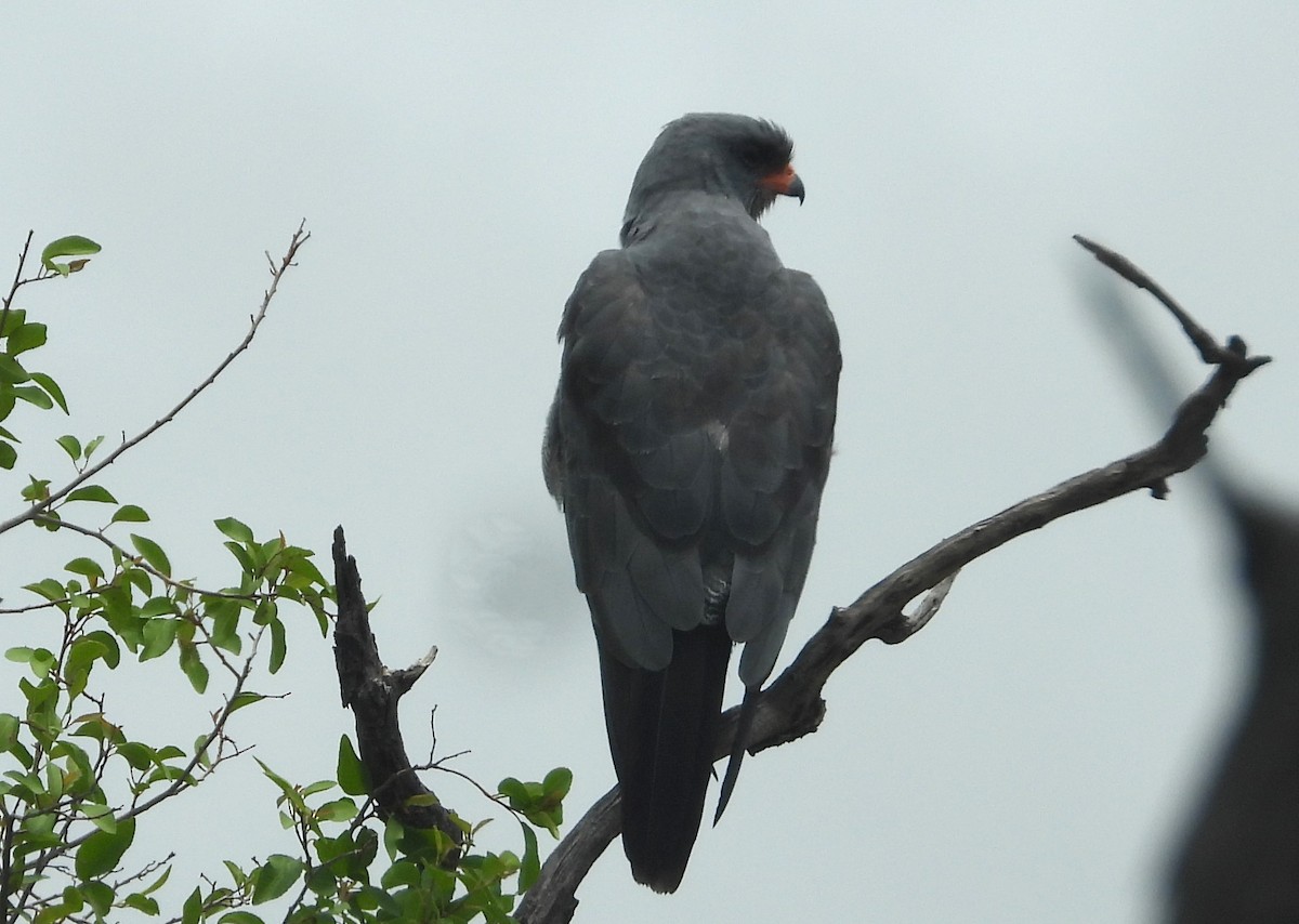 Dark Chanting-Goshawk - ML614718541