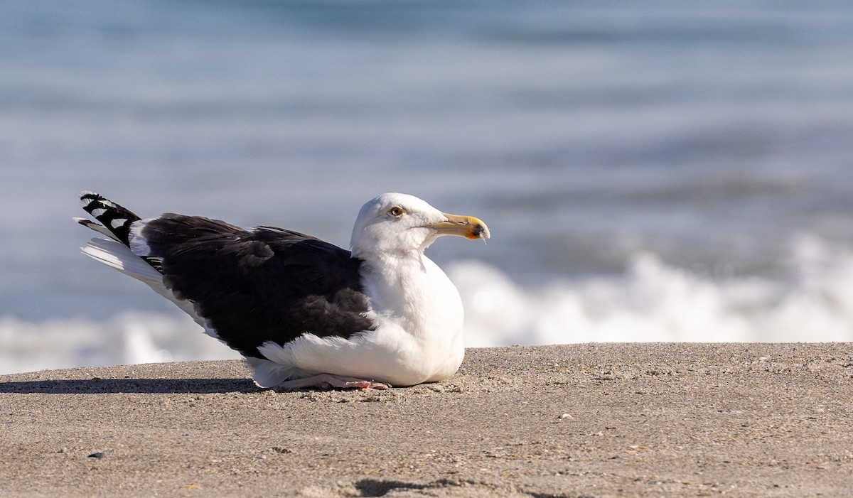 Great Black-backed Gull - Michael Heaney