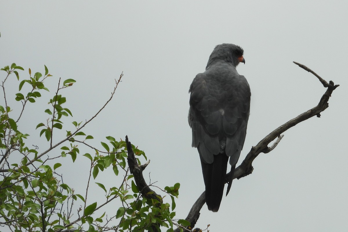 Dark Chanting-Goshawk - ML614718618