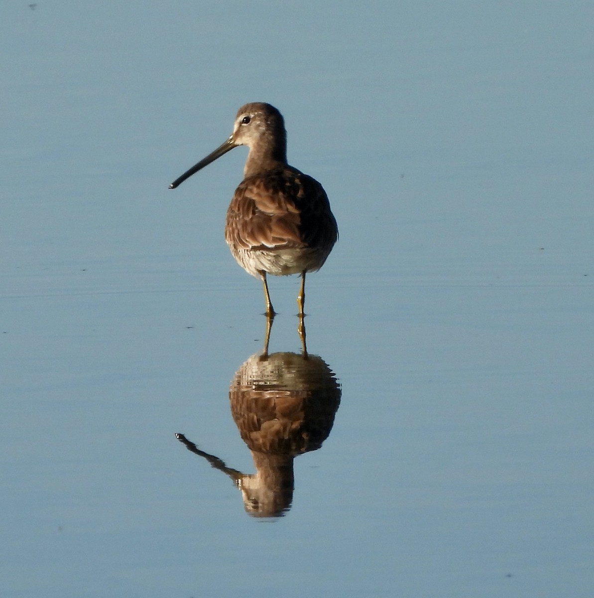 Short-billed/Long-billed Dowitcher - Michelle Haglund