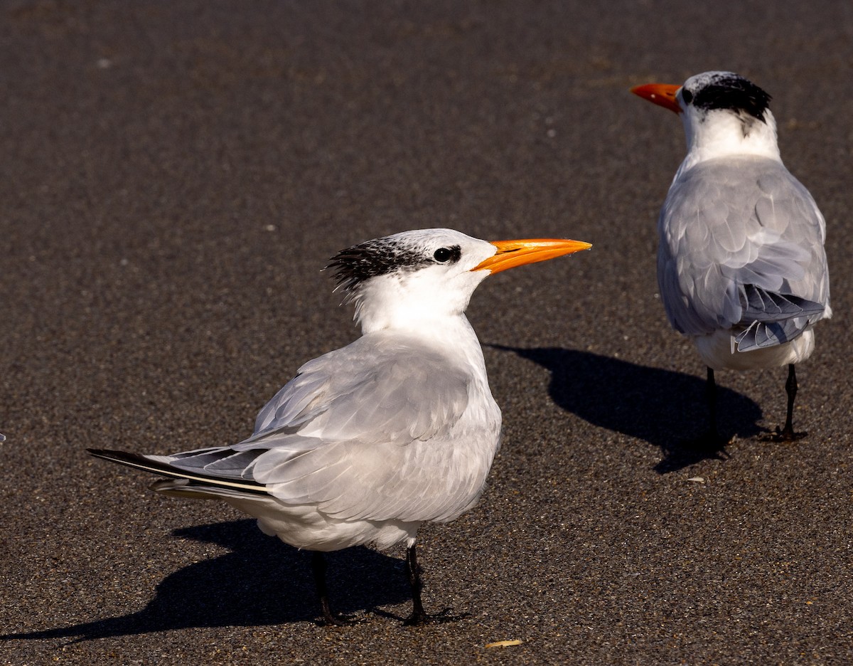 Royal Tern - ML614718625