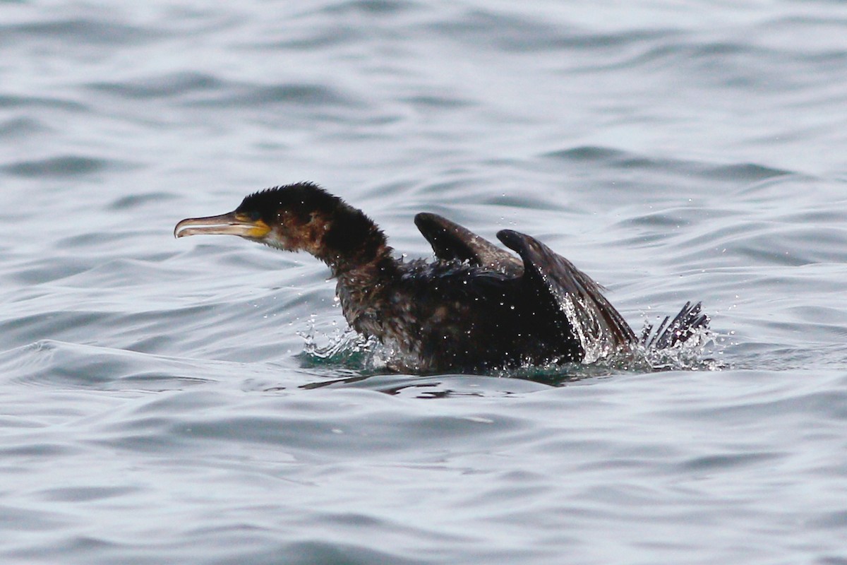 Great Cormorant - ML614718632