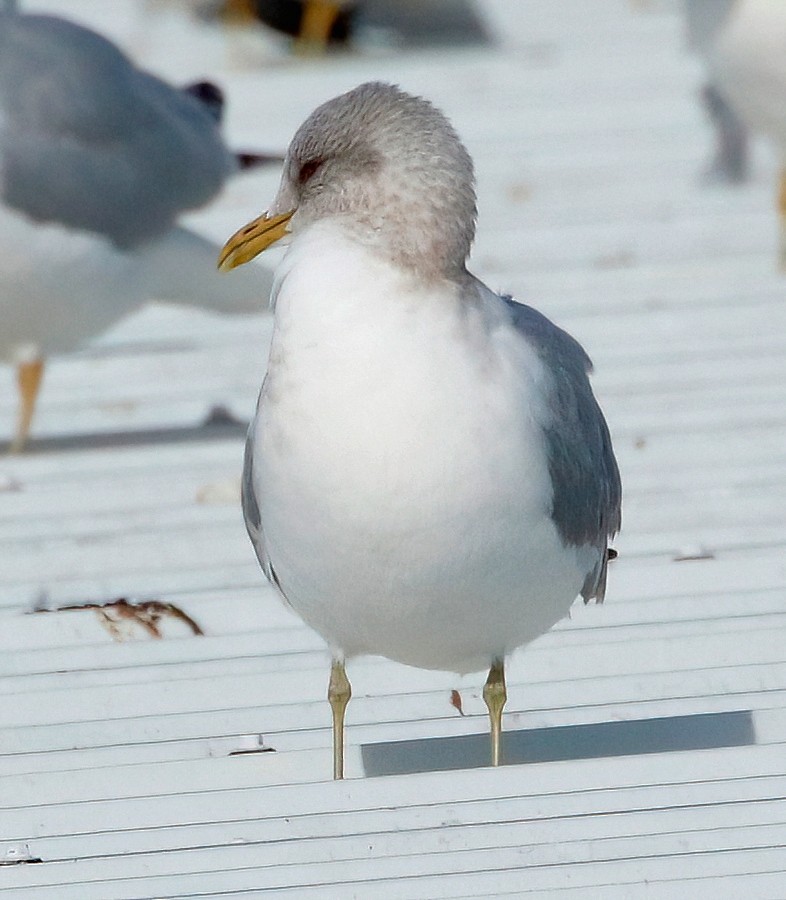 Short-billed Gull - Mark  Ludwick