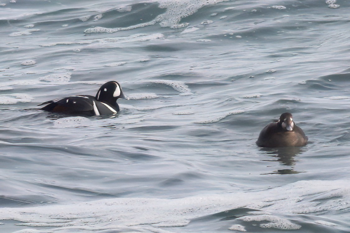 Harlequin Duck - ML614718660