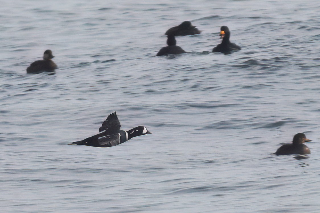 Harlequin Duck - ML614718664