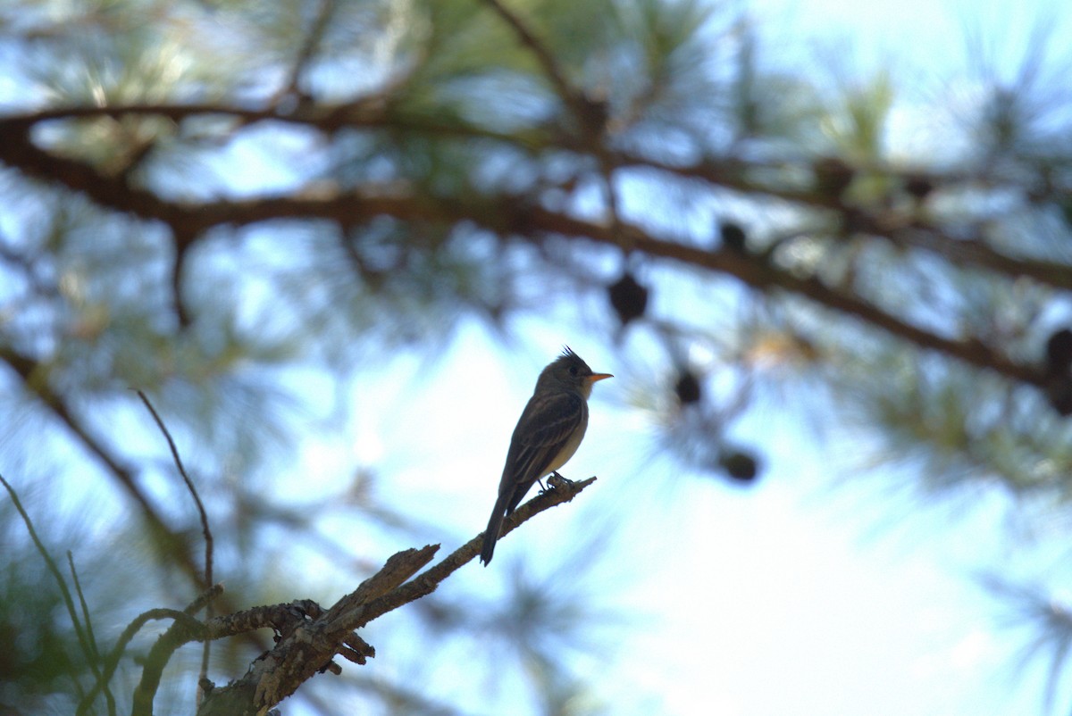 Yellow-bellied Elaenia - ML614718677