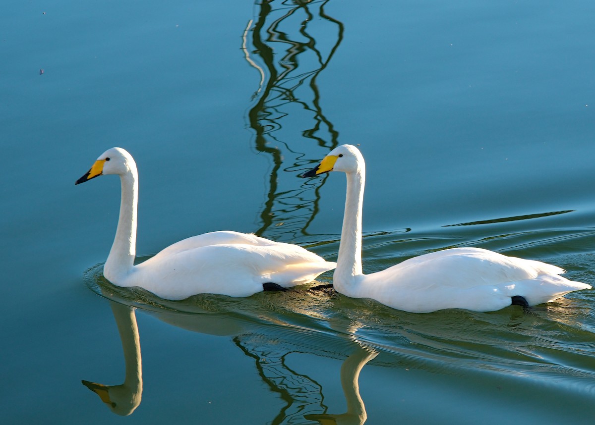 Whooper Swan - ML614718750