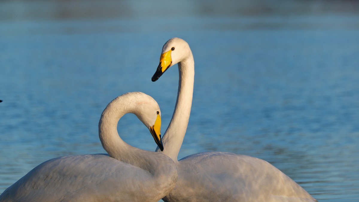 Whooper Swan - ML614718751