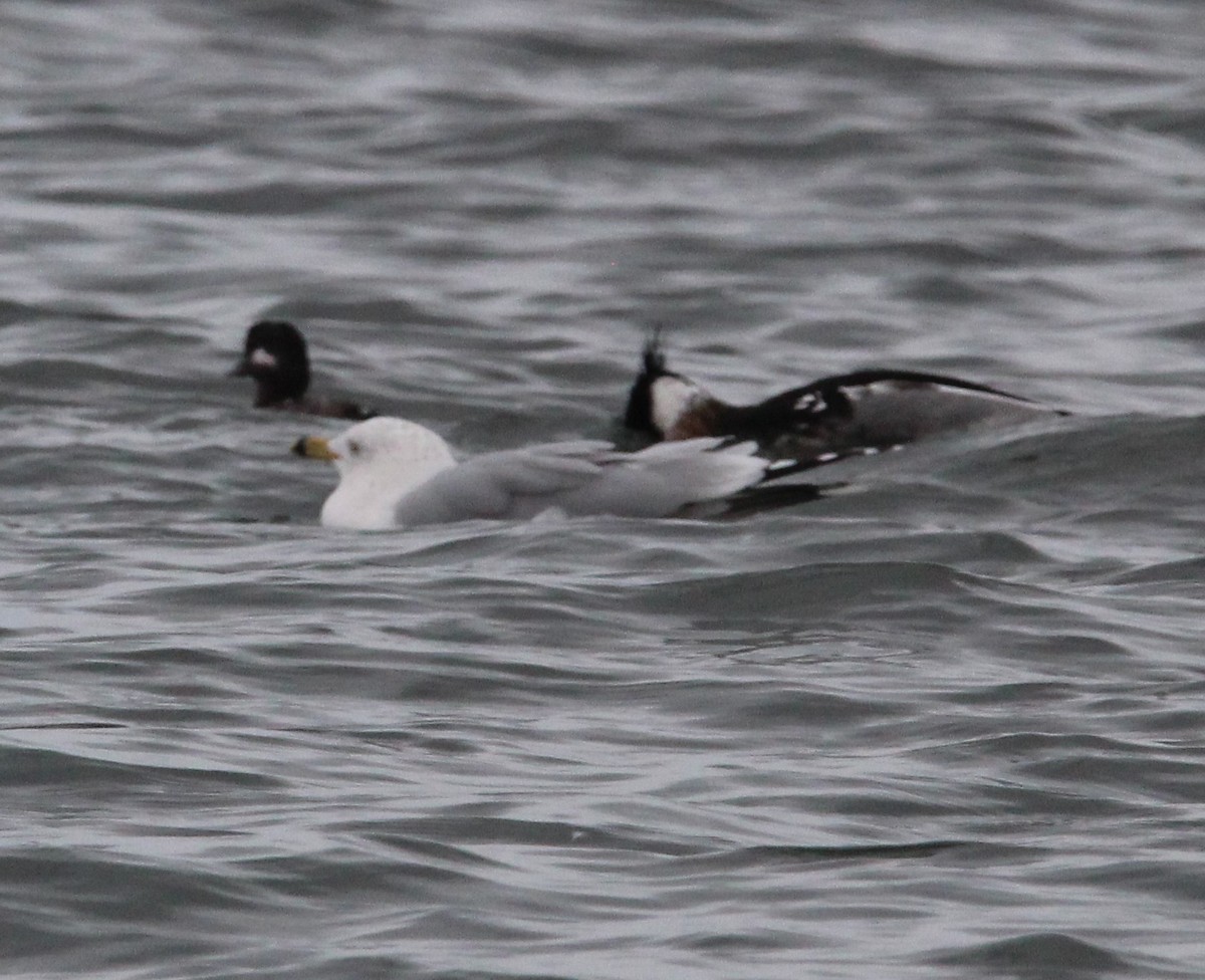 Red-breasted Merganser - ML614718753