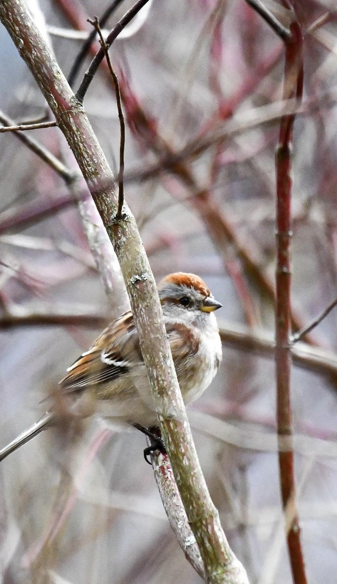 Spizella sp./American Tree Sparrow - ML614718775